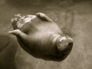 Photo of a Pacific walrus by Flickr user Beyond Neon, under a Creative Commons Attribution Non-Commercial licence.